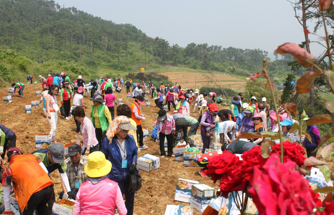 팔봉산 감자축제